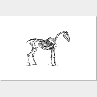 Skeleton Horse Posters and Art